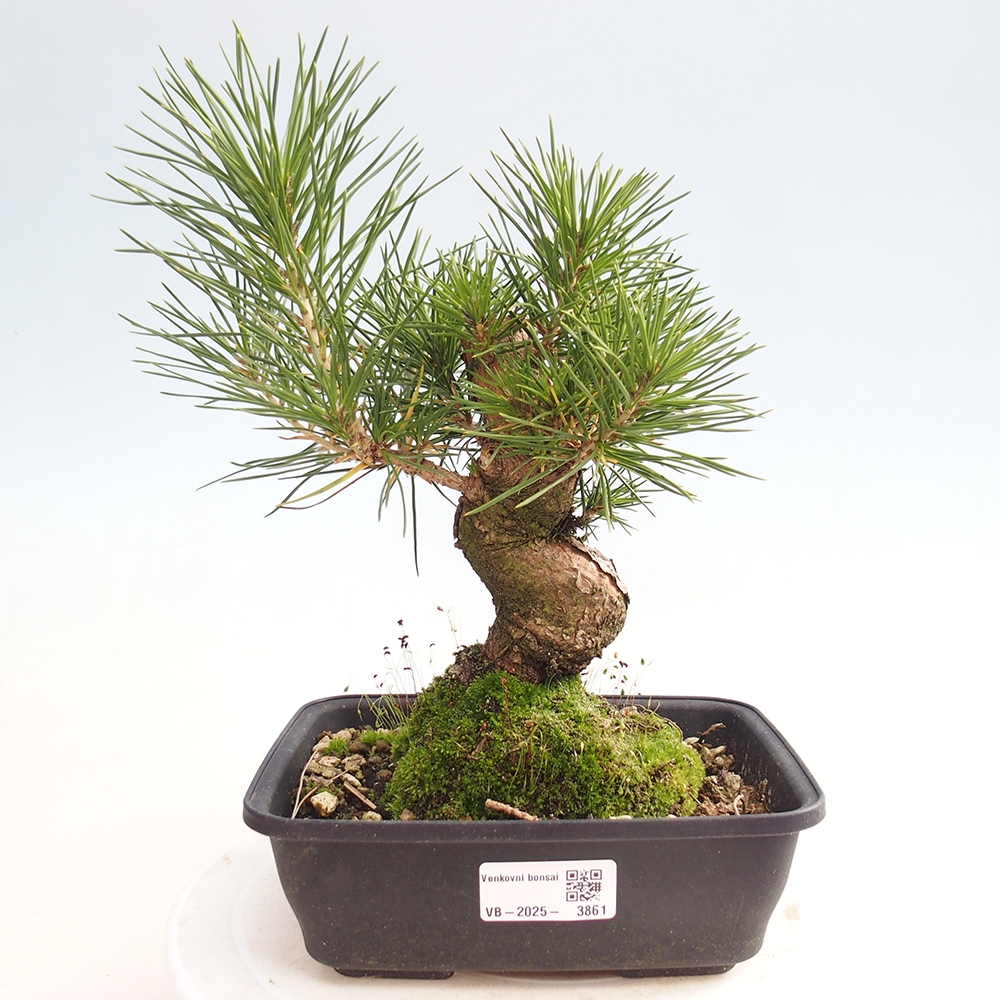 Vonkajšie bonsaje - Pinus thunbergii - borovica Thunbergova