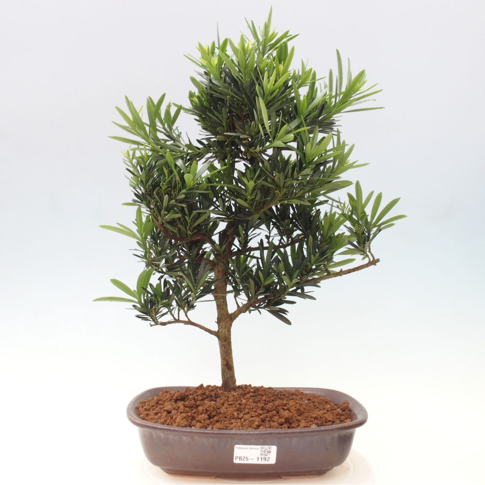 Izbová bonsai - Podocarpus - Kamenný tis