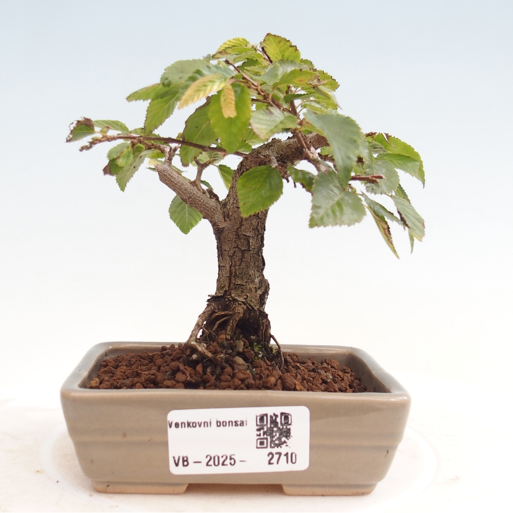 vonkaj-bonsai-carpinus-carpinoides-hrab-k-rejsk-mojabonsai-sk