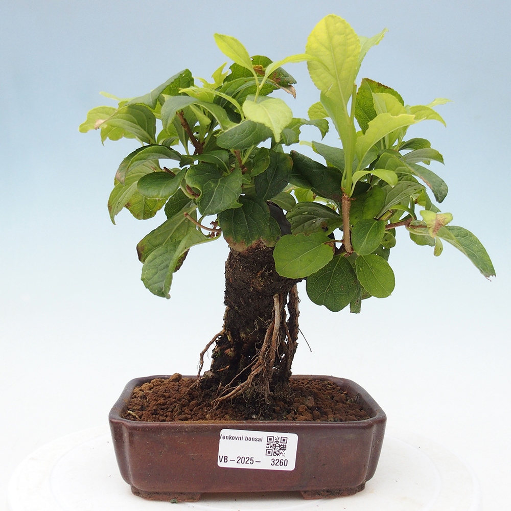 Vonkajšie bonsai - Celastrus Jesenec