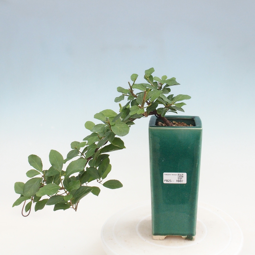 Izbová bonsai - Grewia occidentalis - Hviezdica levanduľová