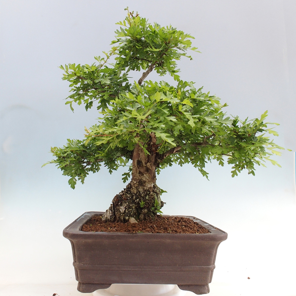 Vonkajší bonsai - Hloh - Crataegus monogyna