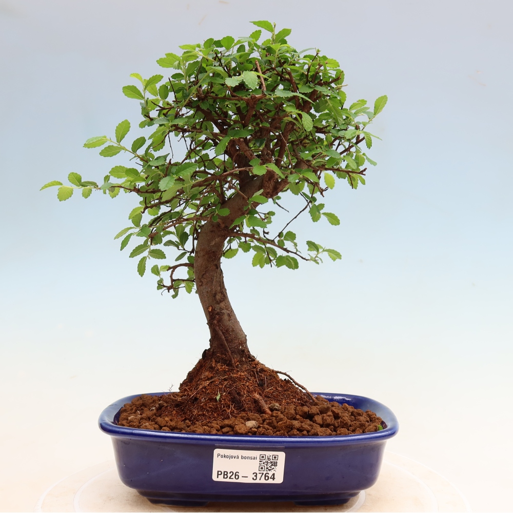 Izbový bonsaj - Ulmus parvifolia - brest malolistý