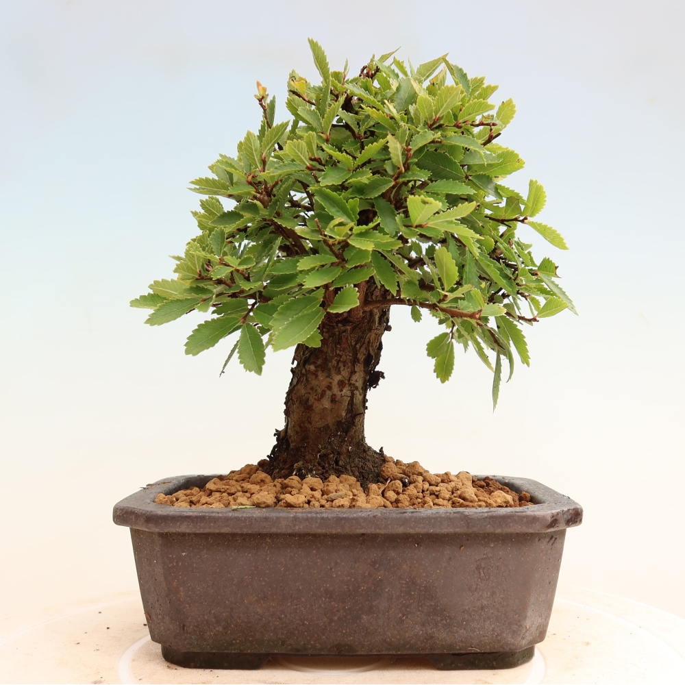 Vonkajšie bonsaje - Zelkova - Zelkova NIRE