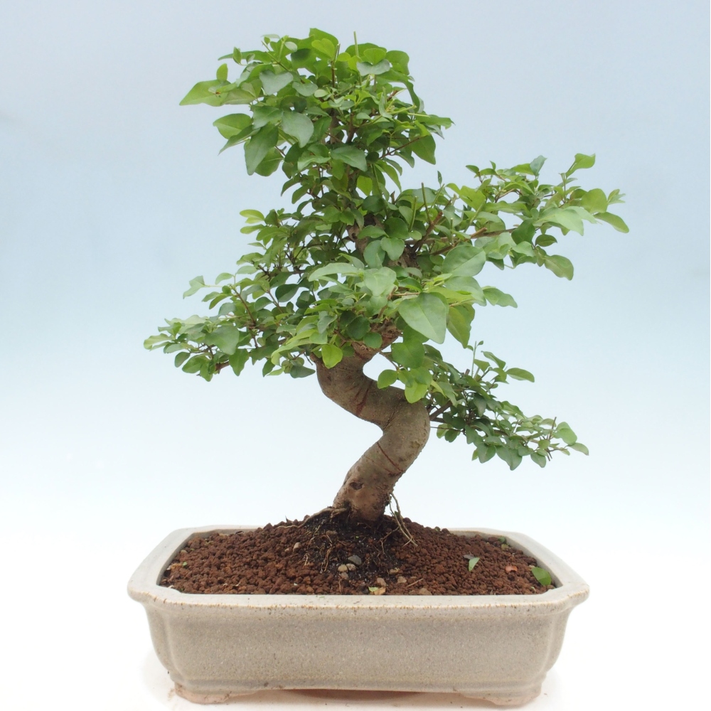 Izbová bonsai -Ligustrum chinensis - Vtáčí zob