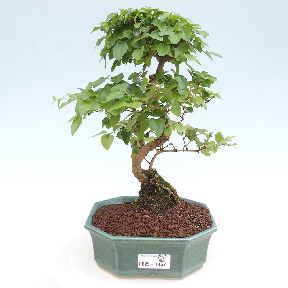 Izbová bonsai -Ligustrum chinensis - Vtáčí zob