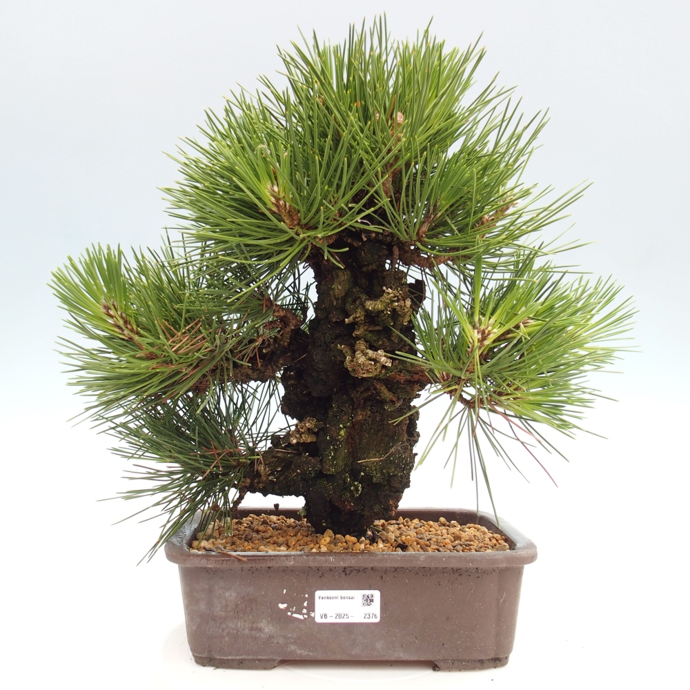 Vonkajší bonsai - Pinus thunbergii - Borovica thunbergova