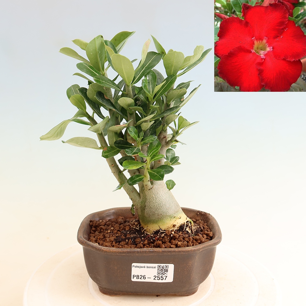 Izba bonsai – Adenium obesum Red Star – Púštna ruža