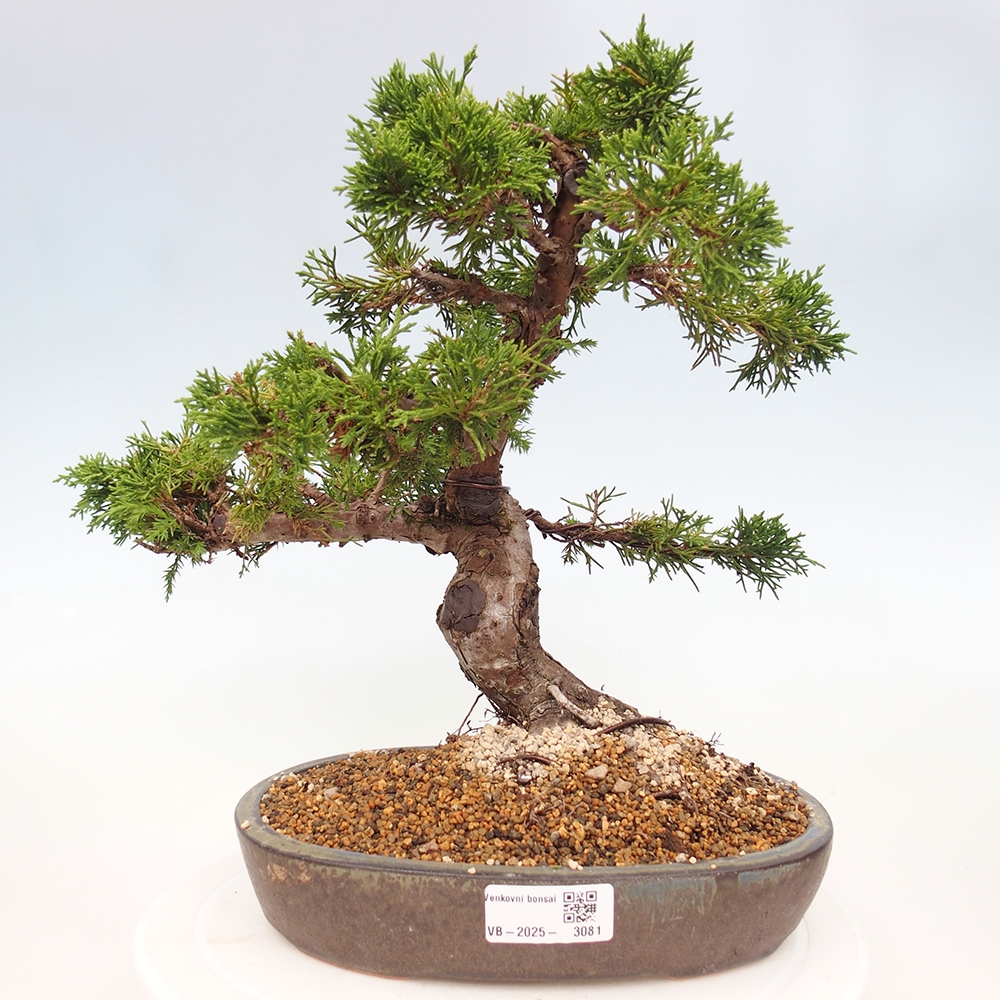 Vonkajší bonsai - Juniperus chinensis Itoigawa -Jalovec čínsky