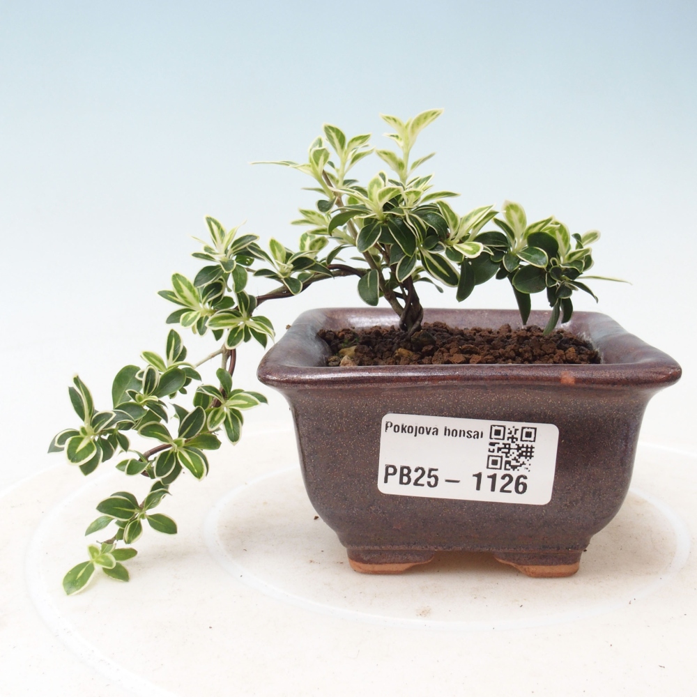 Izbová bonsai - Serissa foetida Variegata - Strom tisíce hviezd