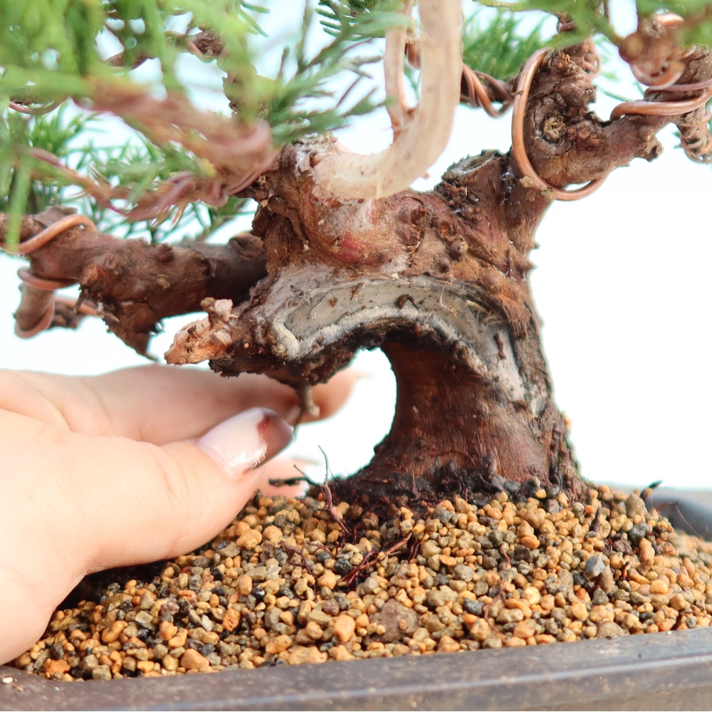 Vonkajší bonsai - Juniperus chinensis Itoigawa -Jalovec čínsky