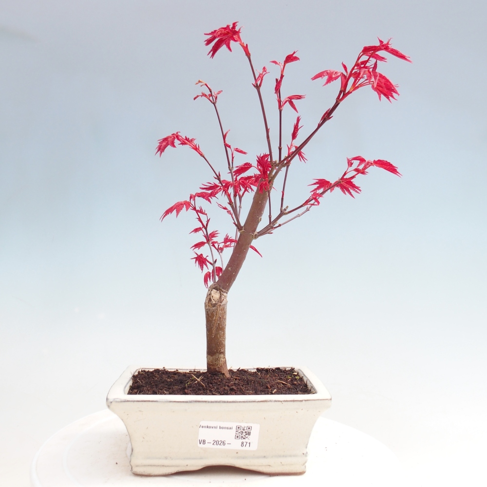 Vonkajší bonsaj - Acer palmatum DESHOJO