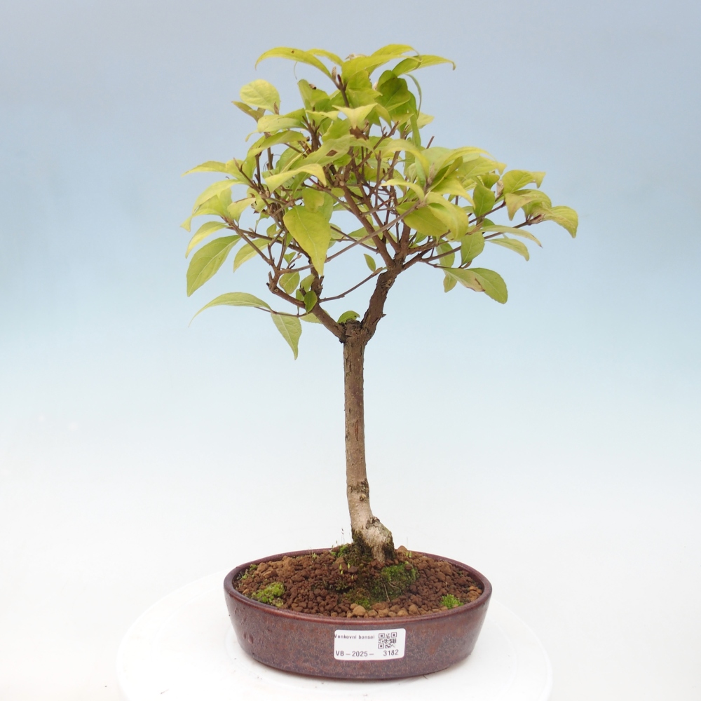 Vonkajšia bonsai - krásnoplodka - Callicarpa jap. Leucocarpa
