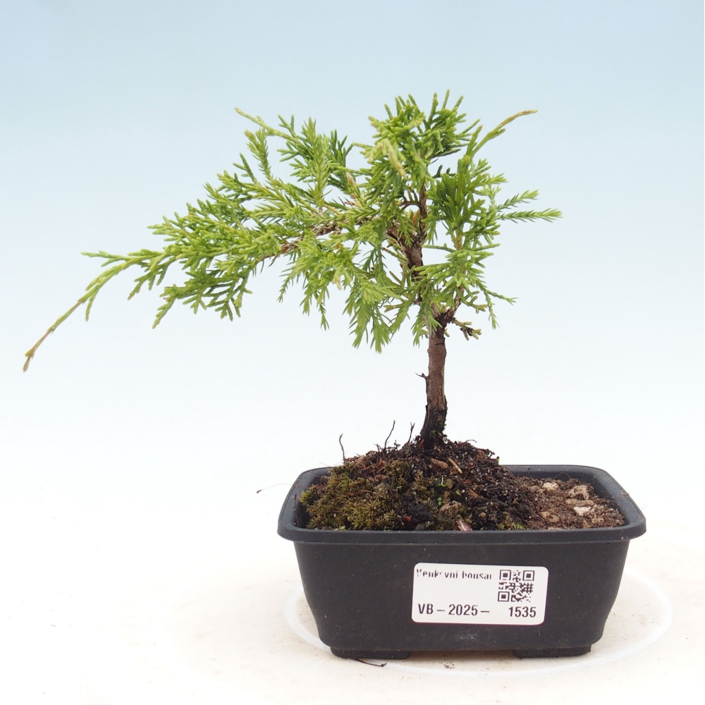 Vonkajší bonsai - Juniperus chinensis Itoigawa -Jalovec čínsky