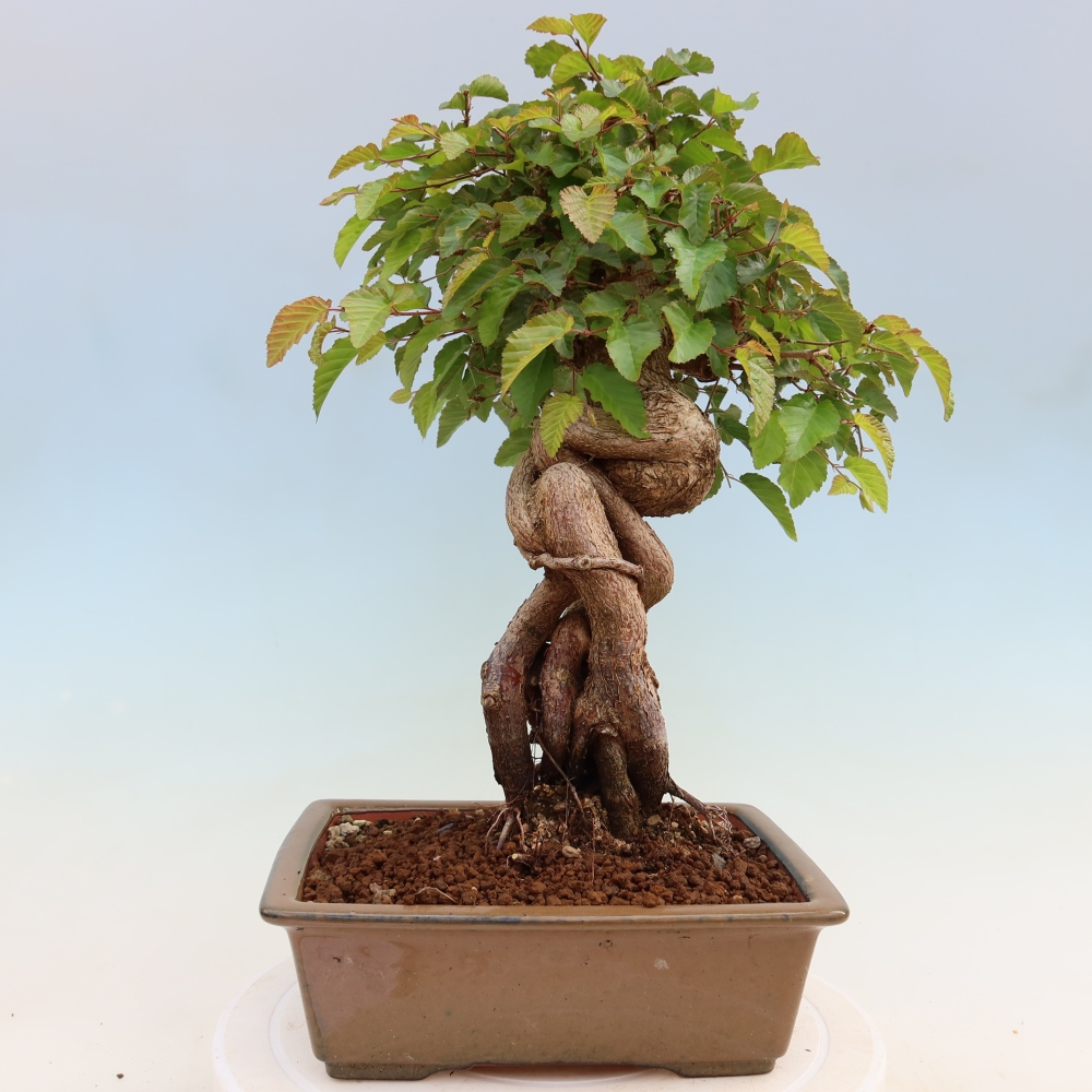Vonkajší bonsaj -Carpinus coreana - Hrab kórejský