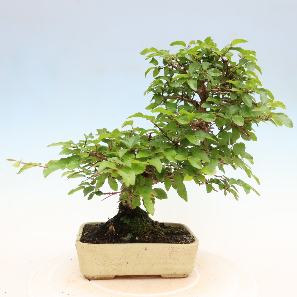 Vonkajší bonsaj -Carpinus coreana - Hrab kórejský