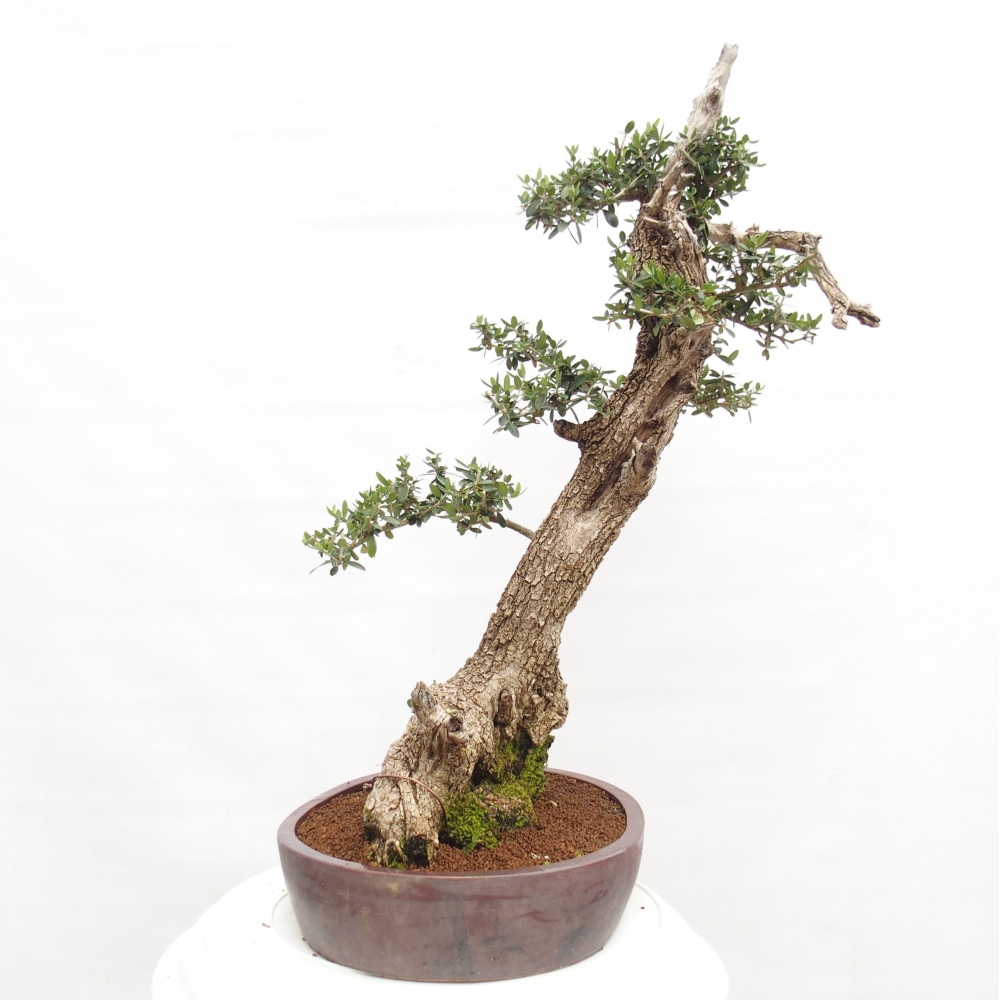 Izbová bonsai - Olea europaea sylvestris -Oliva evropská drobnolistá