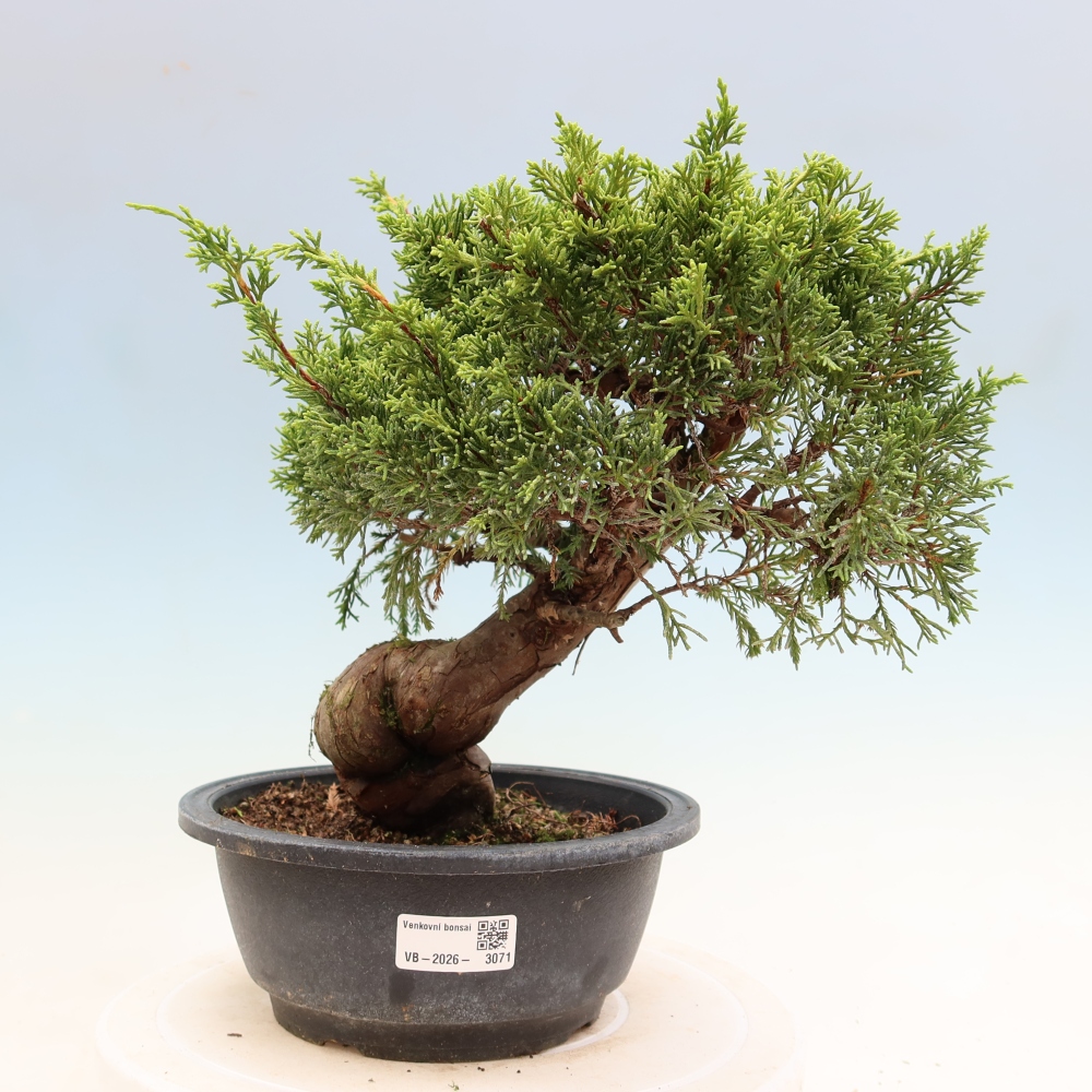 Vonkajší bonsai – Juniperus chinensis Itoigawa – čínsky jalovec