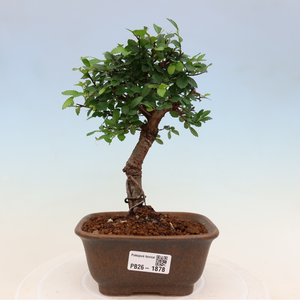 Izbový bonsaj - Ulmus parvifolia - brest malolistý