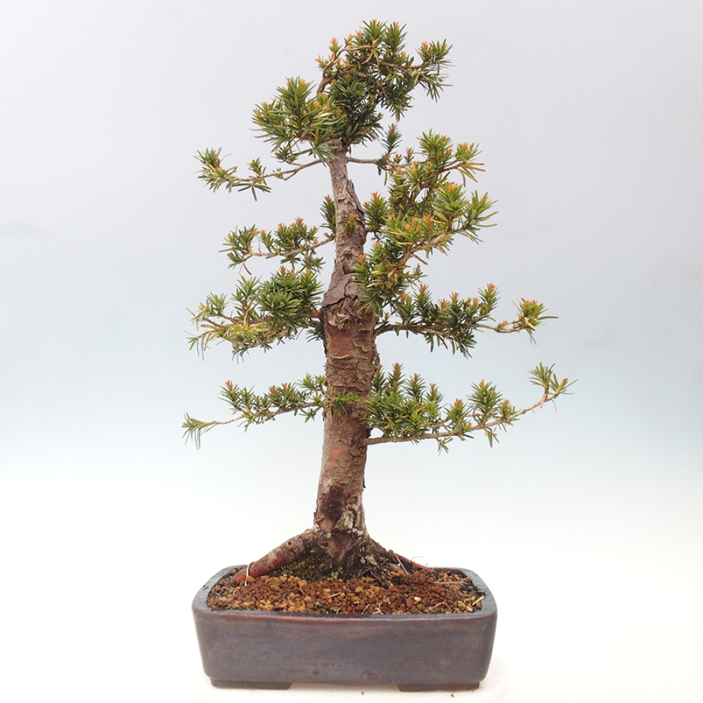 Vonkajší bonsai - Taxus cuspidata - Tis japonský