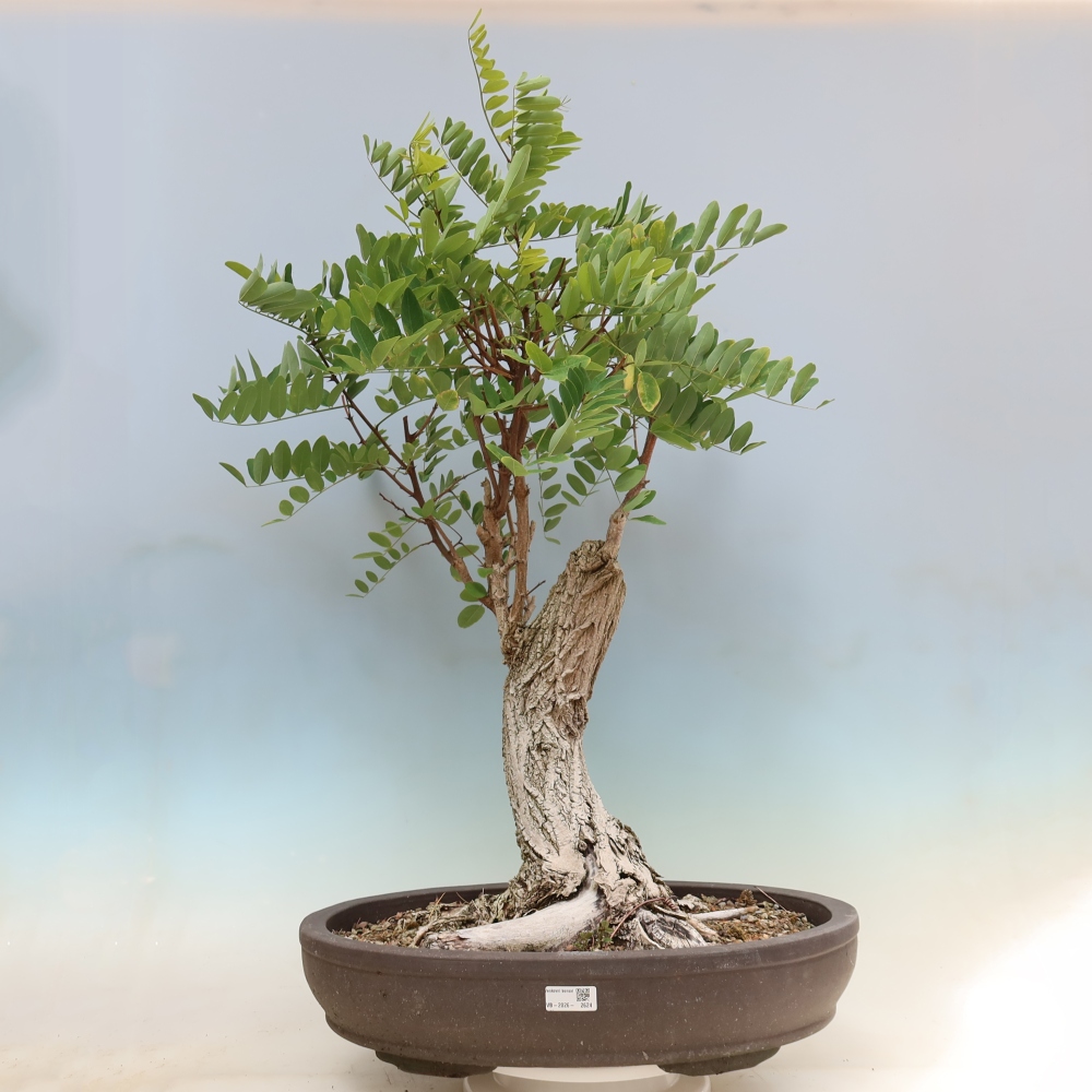 Vonkajší bonsai – trnovník akát – Robinia pseudoacacia