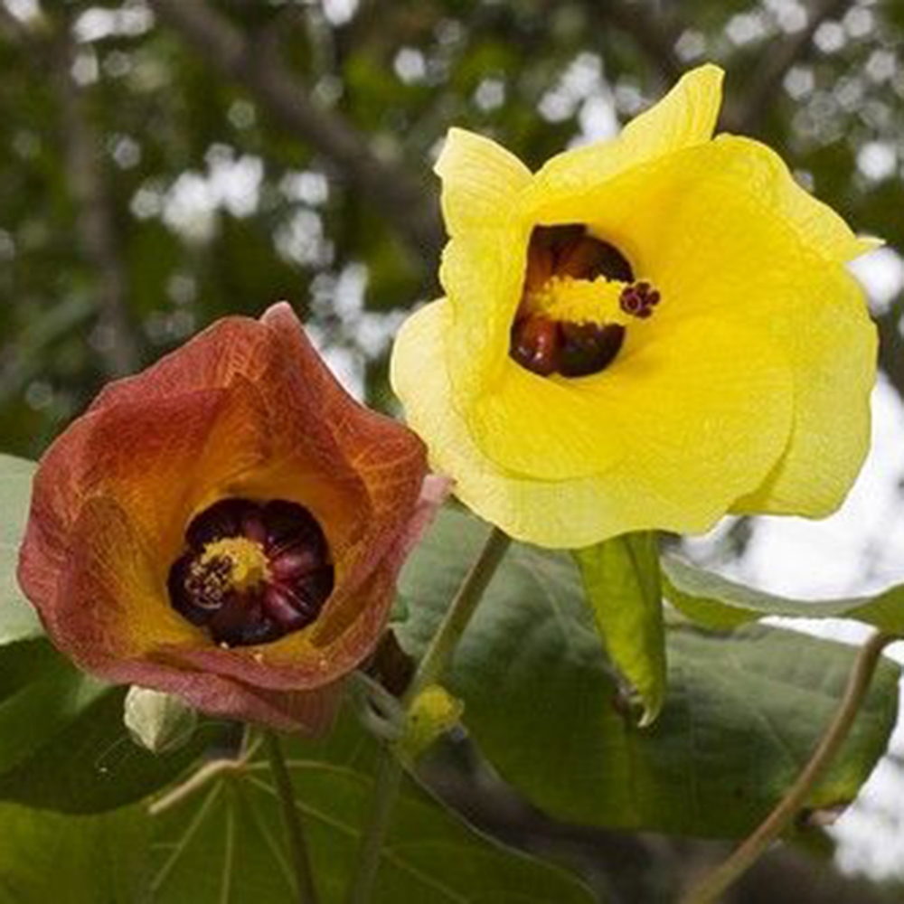 Izbový bonsaj - Hibiscus tiliaceus - Ibišek morský