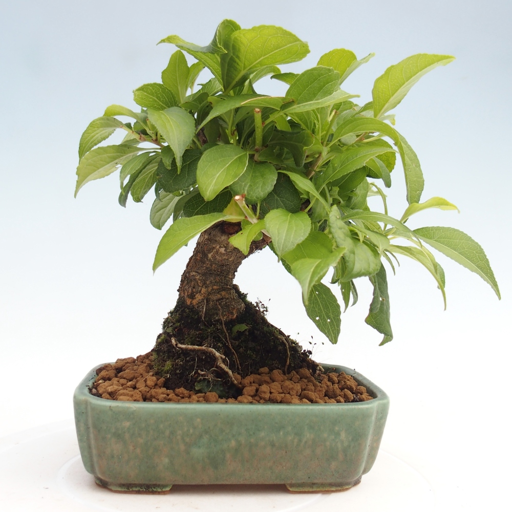 Vonkajšie bonsai - Celastrus Jesenec