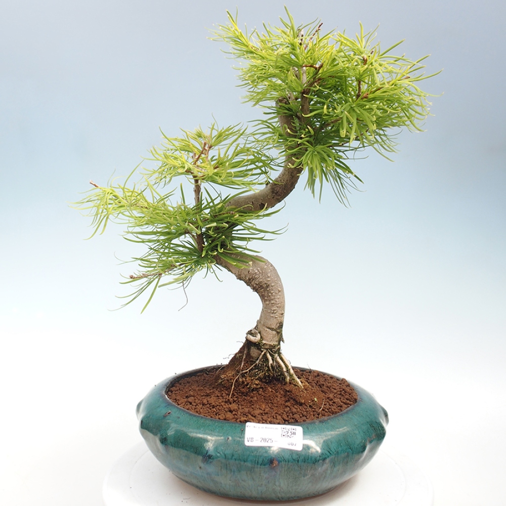 Vonkajší bonsai - Pamodrín - Pseudolarix amabis