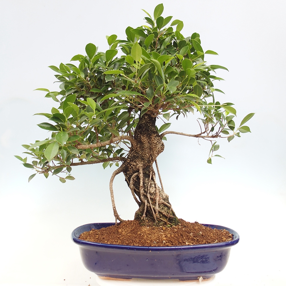 Izbový bonsaj - Ficus kimmen - drobnolistý fikus - len osobný odber alebo preprava na paletách