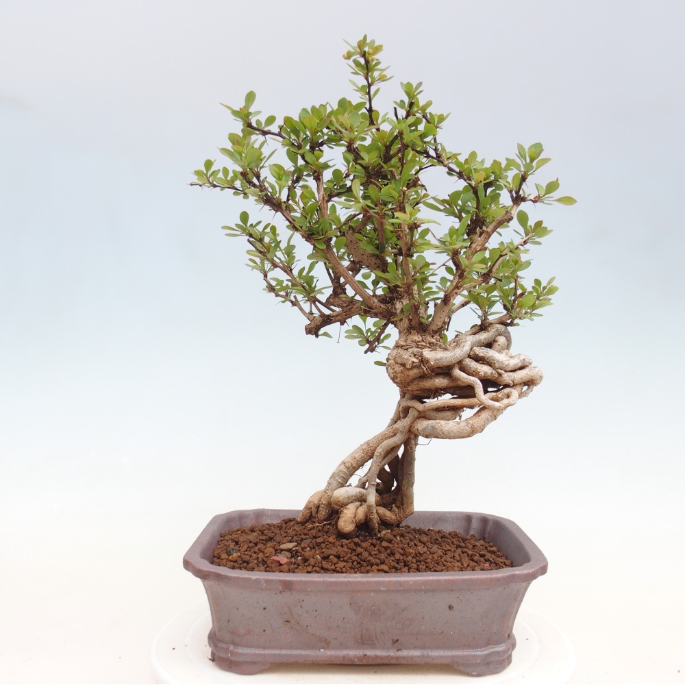 Vonkajšie bonsaje - Berberis coreana