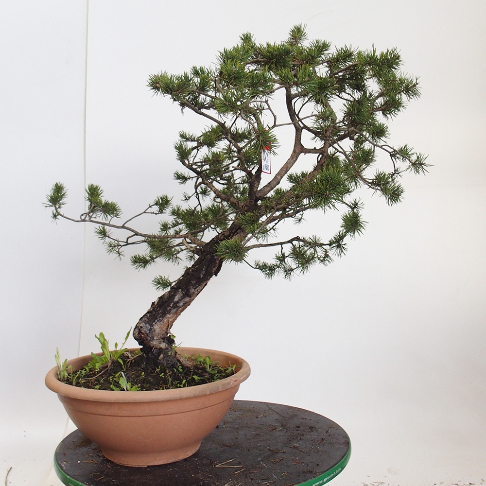Yamadori - Pinus sylvestris Španielsko