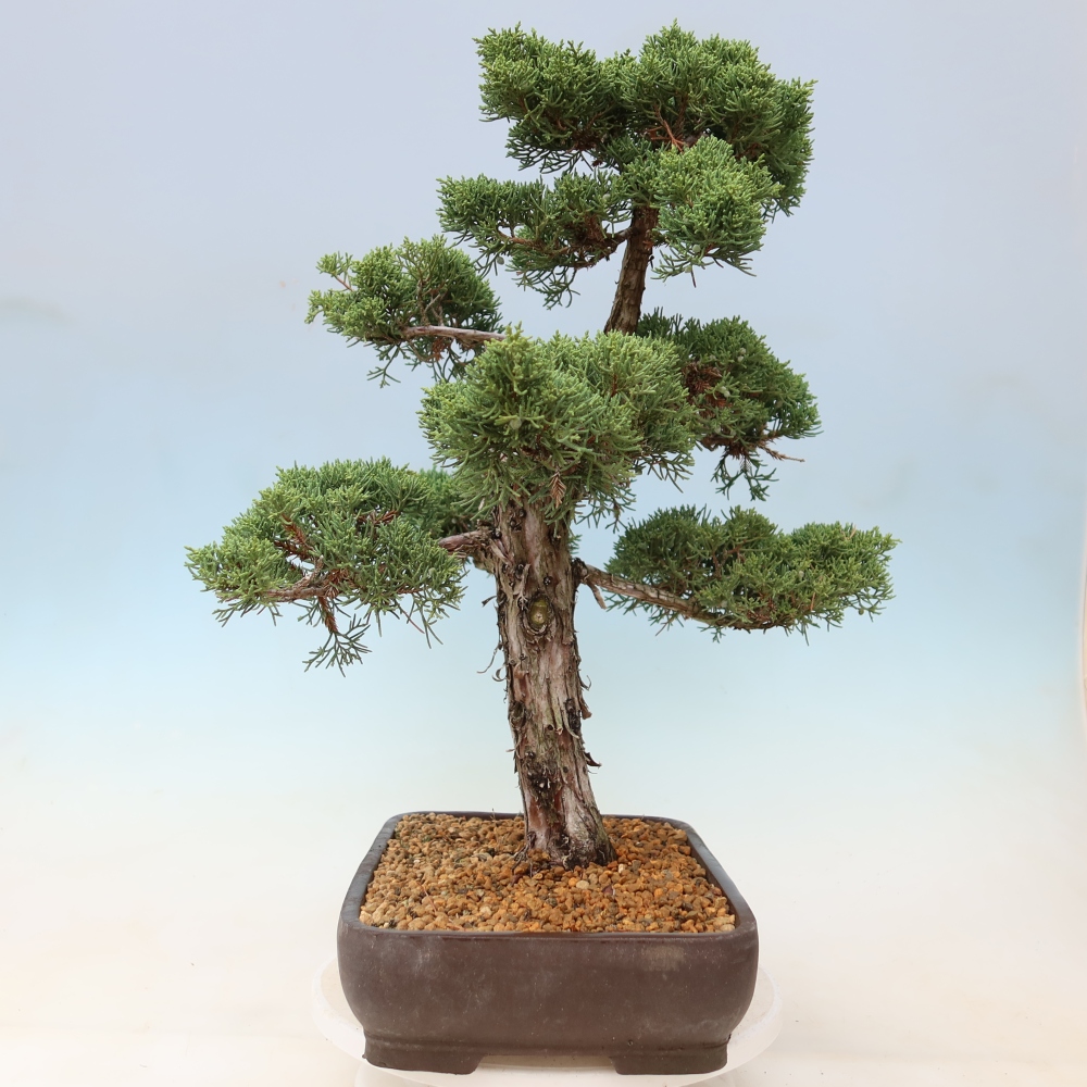 Vonkajší bonsaj - Juniperus chinensis Kishu