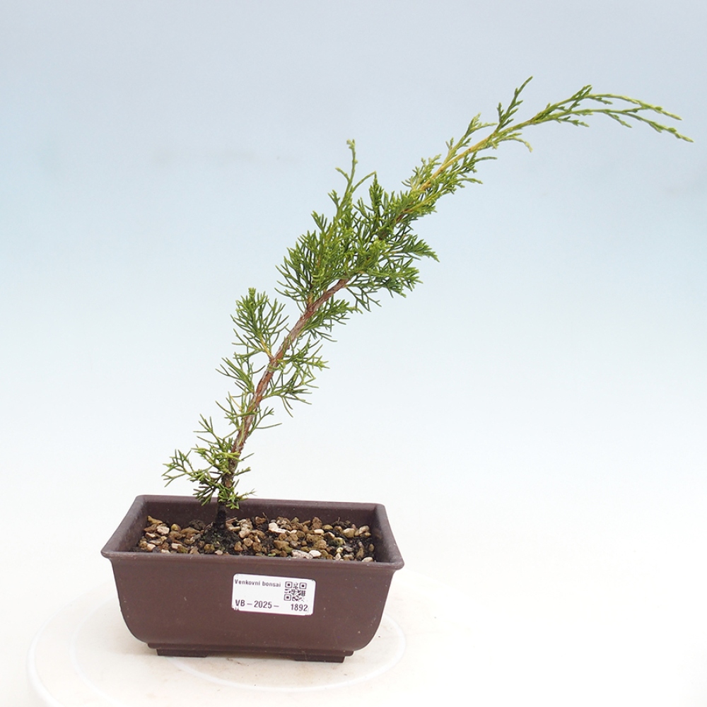 Vonkajší bonsai - Juniperus chinensis Itoigawa -Jalovec čínsky