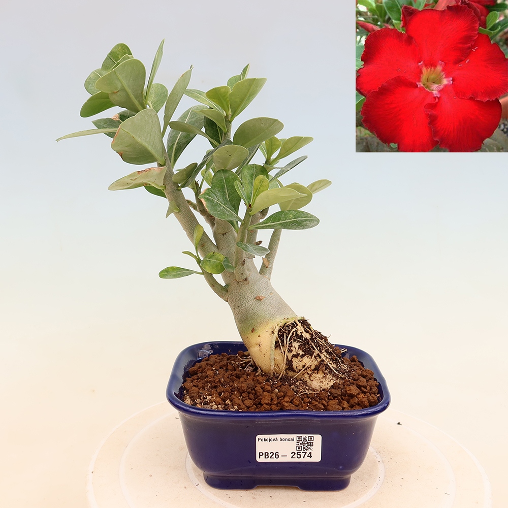 Izba bonsai – Adenium obesum Red Star – Púštna ruža