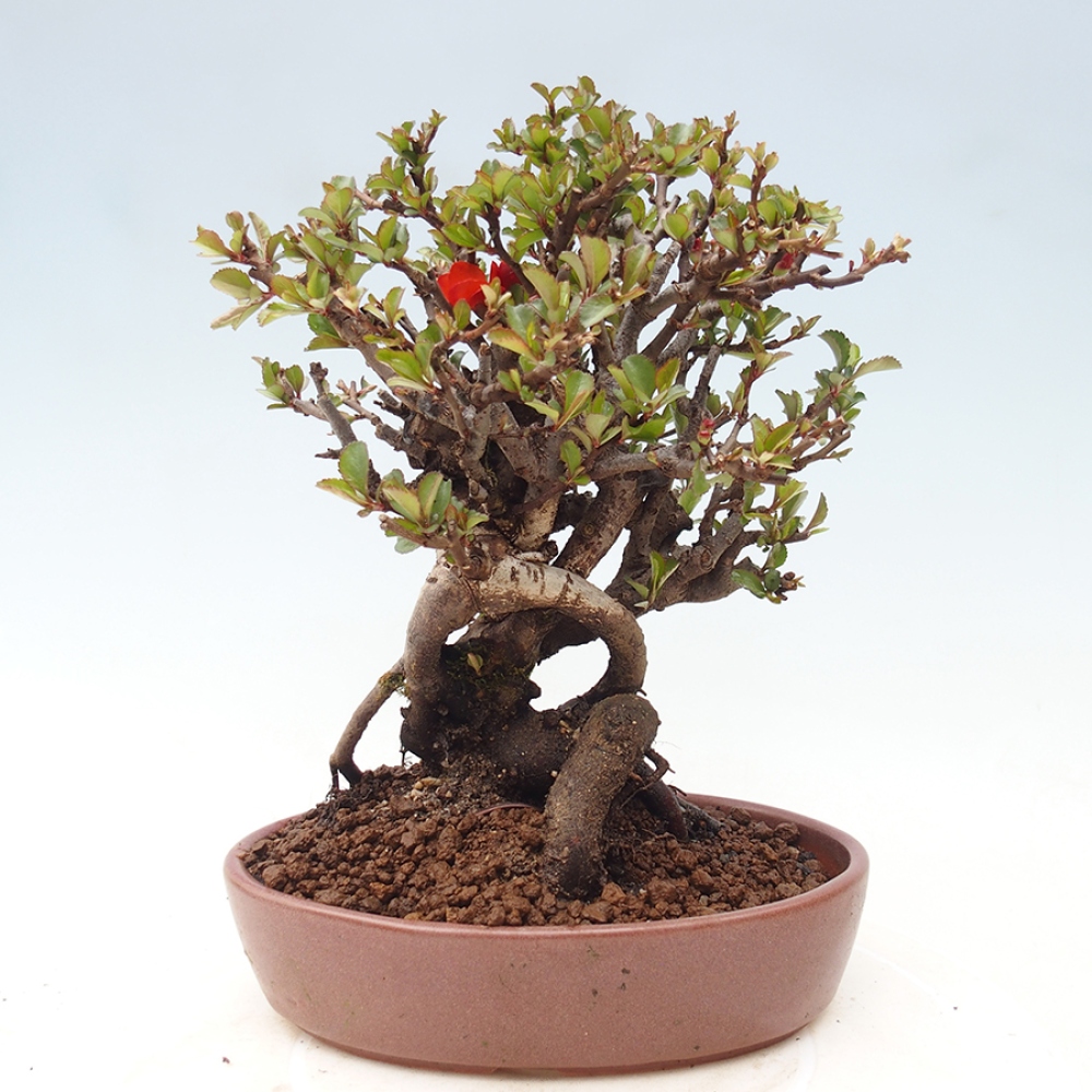 Vonkajšie bonsaje - Chaneomeles speciosa - Kdoule