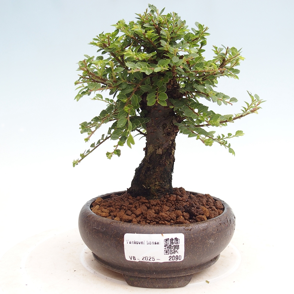 Vonkajší bonsai - Ulmus parvifolia Hokkaido - brest Čínsky