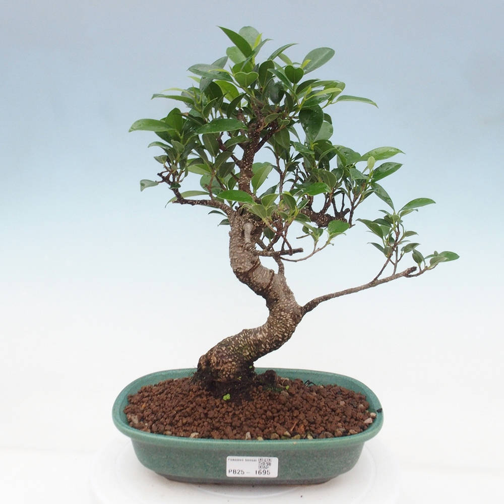Izbová bonsai - Ficus retusa - malolistá fikus