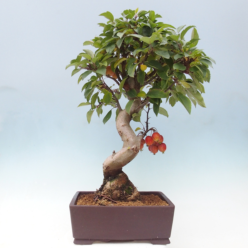 Vonkajší bonsai -Malus halliana - Maloplodá jabloň