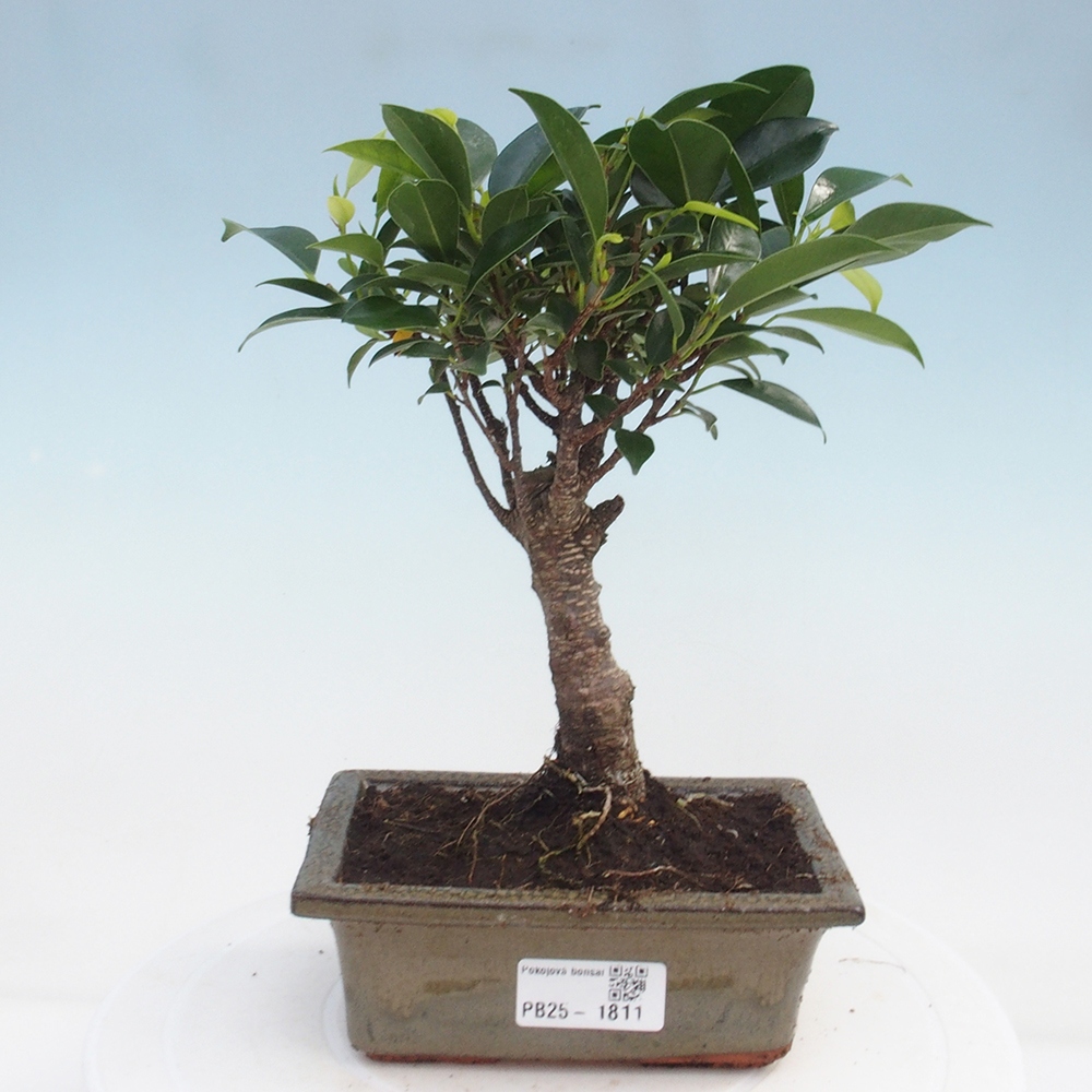 Izbová bonsai - Ficus retusa - malolistý fikus