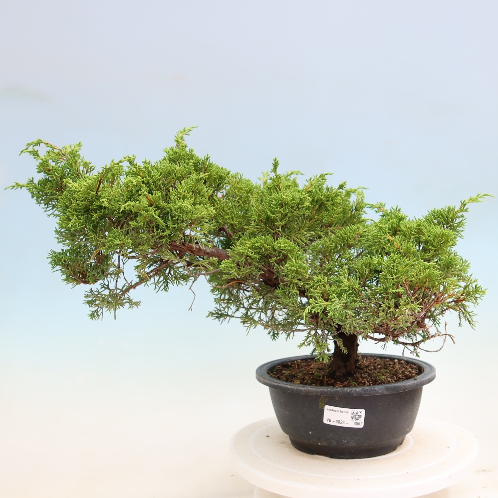 Vonkajší bonsai – Juniperus chinensis Itoigawa – čínsky jalovec