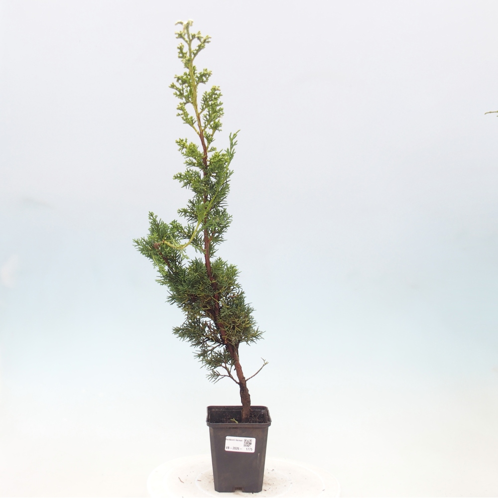 Vonkajší bonsaj - Juniperus chinensis Kishu