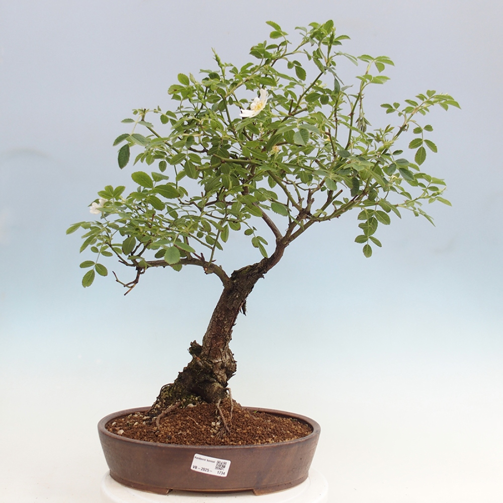 Vonkajší bonsai - Rosa Kordes - ruža