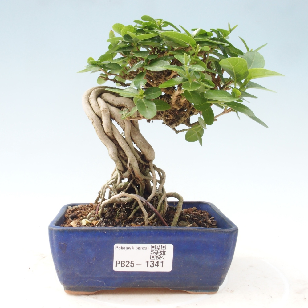 Izbová bonsai - Premna serratifolia - Kozlovoň malolistá