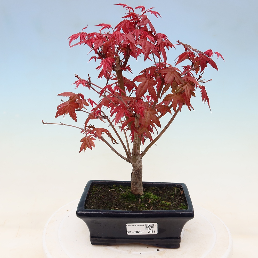 Vonkajší bonsaj - Acer palmatum DESHOJO
