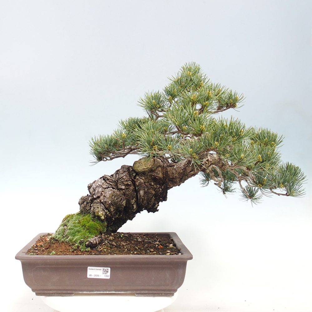 Vonkajšie bonsaje - Pinus parviflora - Pinus parviflora