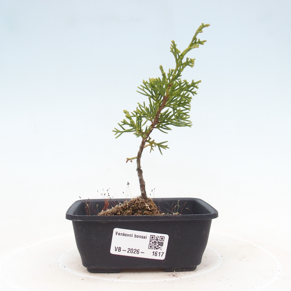 Vonkajší bonsaj - Juniperus chinensis Itoigawa