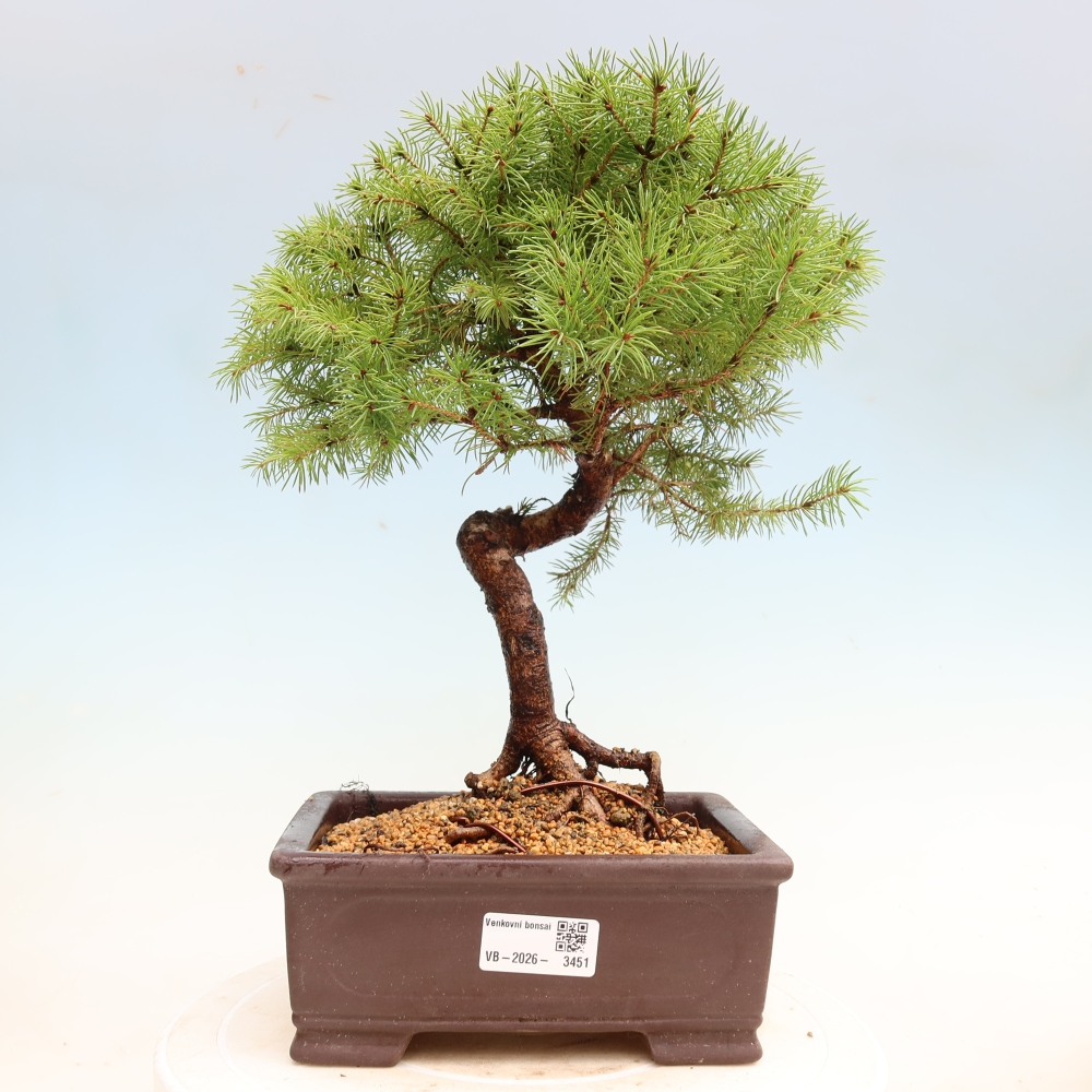 Vonkajší bonsai – Smrek sivý – Picea glauca globe