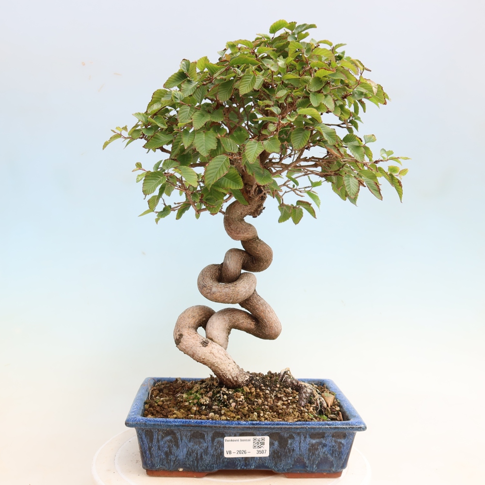 Vonkajšie bonsaje -Carpinus CARPINOIDES - Hrab kórejský