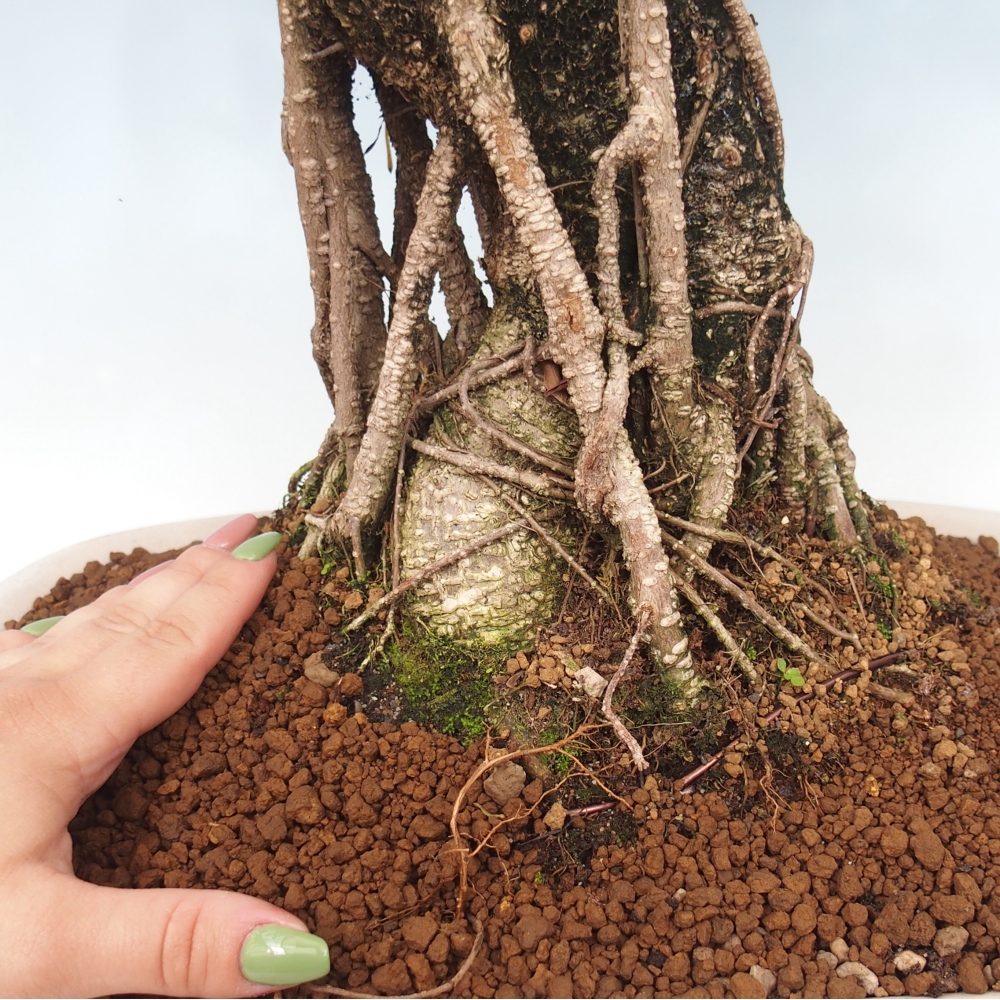 Izbové bonsaje - Ficus kimmen - drobnolistý fikus - len osobný odber alebo preprava na paletách