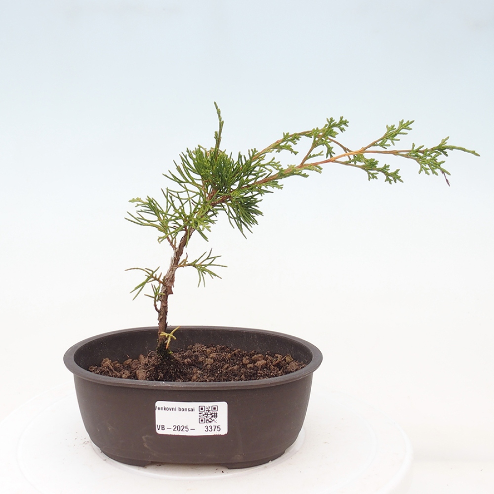 Vonkajší bonsai - Juniperus chinensis Itoigawa -Jalovec čínsky